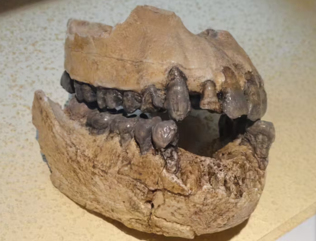 Чому у людей ростуть зуби мудрості: відповідь вчених